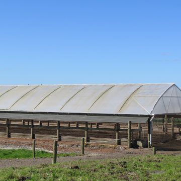 Herd Home Roof
