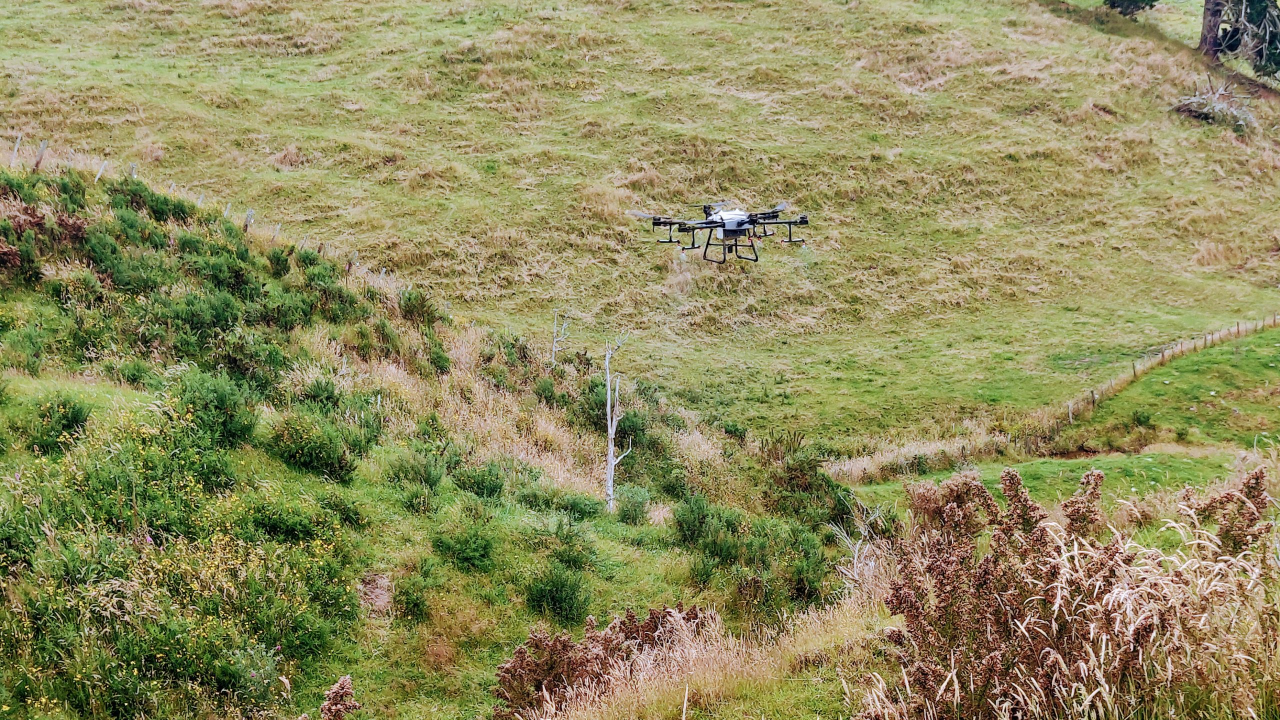Gorse Spraying with Drone